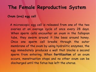 The Female Reproductive System
Ovum (ova) egg cell
A microscopic egg cell is released from one of the two
ovaries at an average cycle of once every 28 days.
When sperm cells encounter an ovum in the fallopian
tube, they swarm around it like bees around honey.
Once one sperm cell breaks through the outer
membrane of the ovum by using hydrolitic enzymes, the
egg immediately produces a wall that blocks a second
sperm from entering. When fertilization of an ovum
occurs, menstruation stops and no other ovum can be
discharged until the fetus has left the uterus.
 