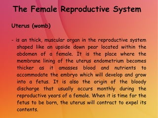 The Female Reproductive System
Uterus (womb)
- is an thick, muscular organ in the reproductive system
shaped like an upside down pear located within the
abdomen of a female. It is the place where the
membrane lining of the uterus endometrium becomes
thicker as it amasses blood and nutrients to
accommodate the embryo which will develop and grow
into a fetus. It is also the origin of the bloody
discharge that usually occurs monthly during the
reproductive years of a female. When it is time for the
fetus to be born, the uterus will contract to expel its
contents.
 