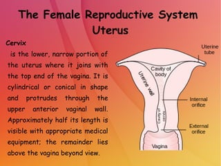 The Female Reproductive System
Uterus
Cervix
is the lower, narrow portion of
the uterus where it joins with
the top end of the vagina. It is
cylindrical or conical in shape
and protrudes through the
upper anterior vaginal wall.
Approximately half its length is
visible with appropriate medical
equipment; the remainder lies
above the vagina beyond view.
 
