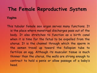 The Female Reproductive System
Vagina
This tubular female sex organ serves many functions. It
is the place where menstrual discharges pass out of the
body. It also stretches to function as a birth canal
when it is time for the fetus to be expelled from the
uterus. It is the channel through which the sperm in
the semen travel up toward the fallopian tube to
fertilize an egg. Although its muscular tissue is much
thinner than the uterus, the walls are strong enough to
contract to hold a penis or allow passage of a baby’s
head.
 