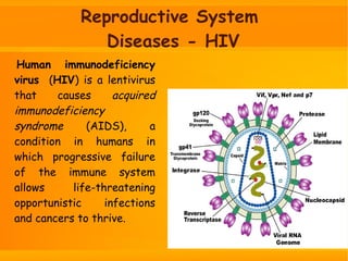 Reproductive System
Diseases - HIV
Human immunodeficiency
virus (HIV) is a lentivirus
that causes acquired
immunodeficiency
syndrome (AIDS), a
condition in humans in
which progressive failure
of the immune system
allows life-threatening
opportunistic infections
and cancers to thrive.
 
