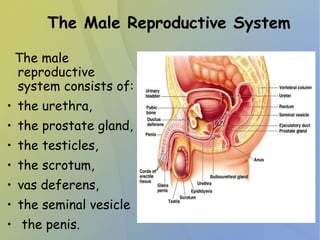The Male Reproductive System
The male
reproductive
system consists of:
• the urethra,
• the prostate gland,
• the testicles,
• the scrotum,
• vas deferens,
• the seminal vesicle
• the penis.
 
