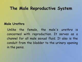 The Male Reproductive System
Male Urethra
Unlike the female, the male's urethra is
concerned with reproduction. It serves as a
channel for all male sexual fluid. It also is the
conduit from the bladder to the urinary opening
in the penis.
 