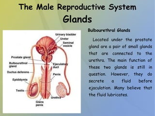 The Male Reproductive System
Glands
Bulbourethral Glands
Located under the prostate
gland are a pair of small glands
that are connected to the
urethra. The main function of
these two glands is still in
question. However, they do
secrete a fluid before
ejaculation. Many believe that
the fluid lubricates.
 