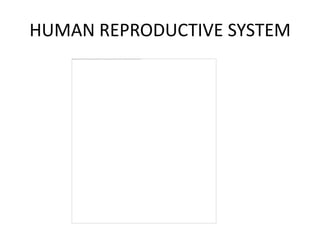 HUMAN REPRODUCTIVE SYSTEM
 