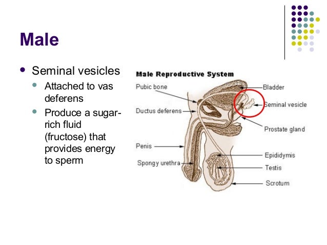 reproductive fluid seminal fructose prostate sperm deferens gland urethra ejaculatory