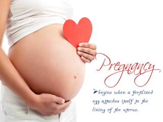 begins when a fertilized
egg attaches itself to the
lining of the uterus.

 