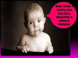 How does a
fertilized
egg cell
becomes a
whole
person?

 