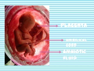 placenta
Umbilical
cord

Amniotic
fluid

 