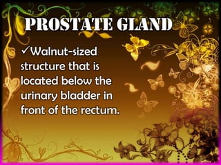 PROSTATE GLAND
Walnut-sized
structure that is
located below the
urinary bladder in
front of the rectum.

 
