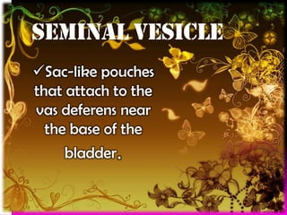 SEMINAL VESICLE
Sac-like pouches
that attach to the
vas deferens near
the base of the
bladder.

 