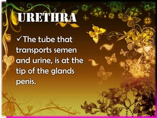 urethra
The tube that
transports semen
and urine, is at the
tip of the glands
penis.

 