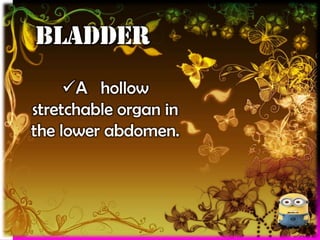 bladder
A hollow
stretchable organ in
the lower abdomen.

 