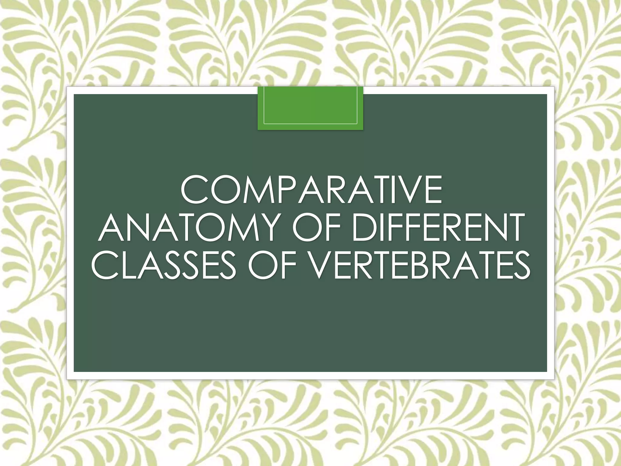 COMPARATIVE
ANATOMY OF DIFFERENT
CLASSES OF VERTEBRATES
 