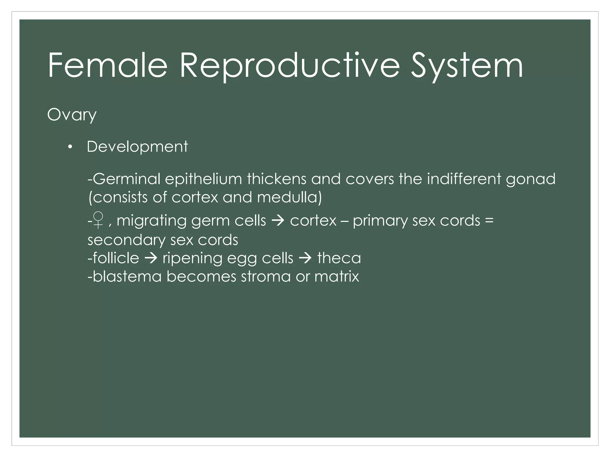 Female Reproductive System
Ovary
• Development
-Germinal epithelium thickens and covers the indifferent gonad
(consists of cortex and medulla)
-♀ , migrating germ cells  cortex – primary sex cords =
secondary sex cords
-follicle  ripening egg cells  theca
-blastema becomes stroma or matrix
 