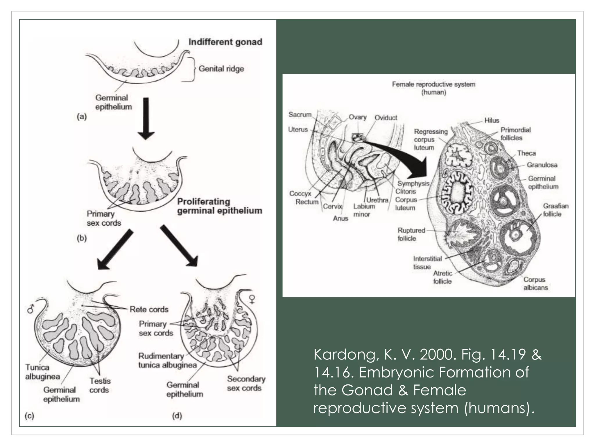 Kardong, K. V. 2000. Fig. 14.19 &
14.16. Embryonic Formation of
the Gonad & Female
reproductive system (humans).
 
