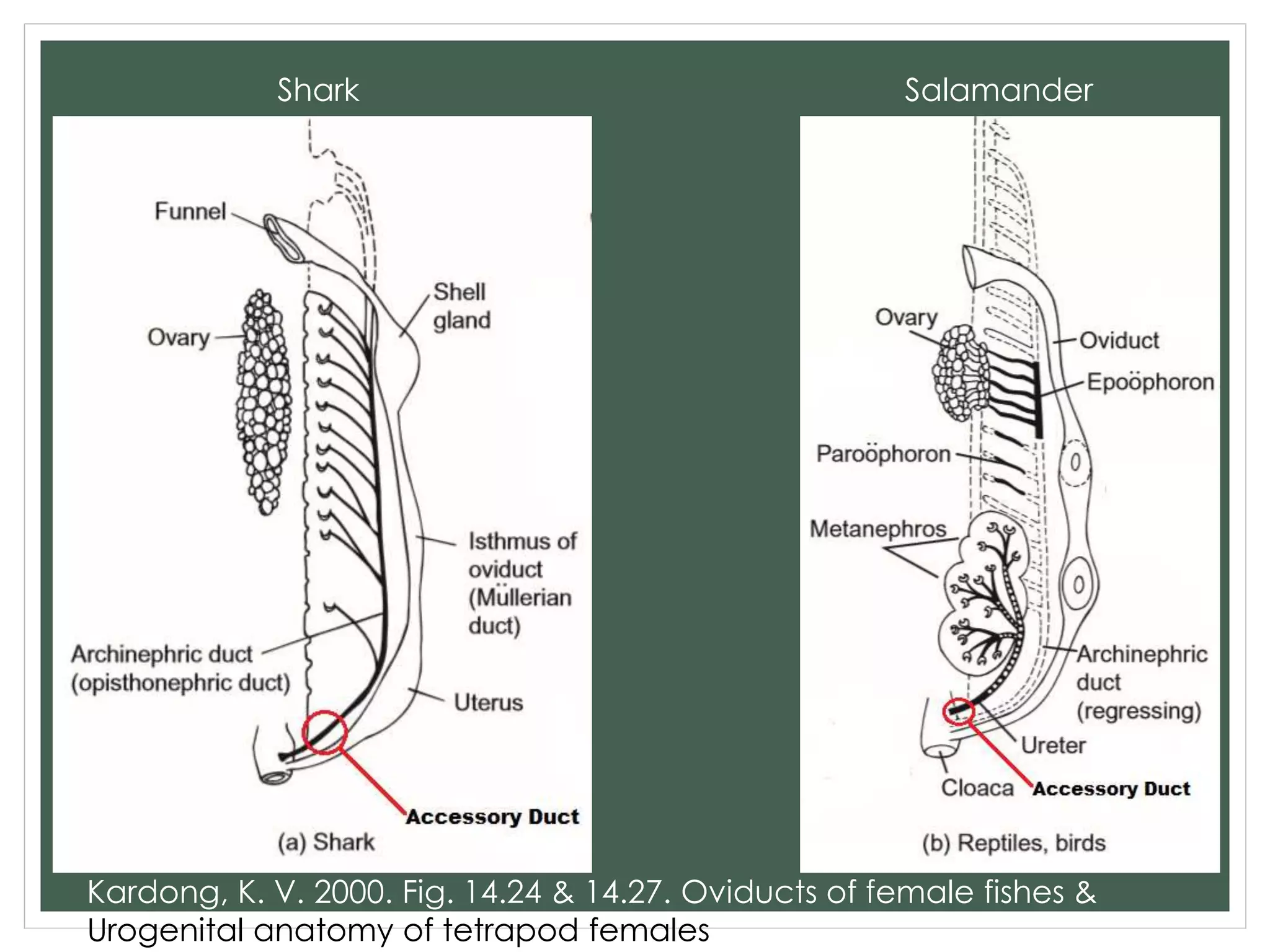 Shark Salamander
Kardong, K. V. 2000. Fig. 14.24 & 14.27. Oviducts of female fishes &
Urogenital anatomy of tetrapod females
 