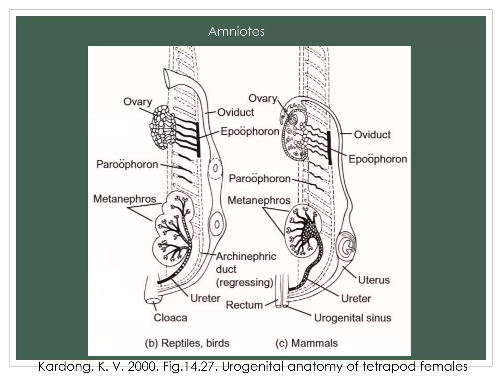 Amniotes
Kardong, K. V. 2000. Fig.14.27. Urogenital anatomy of tetrapod females
 