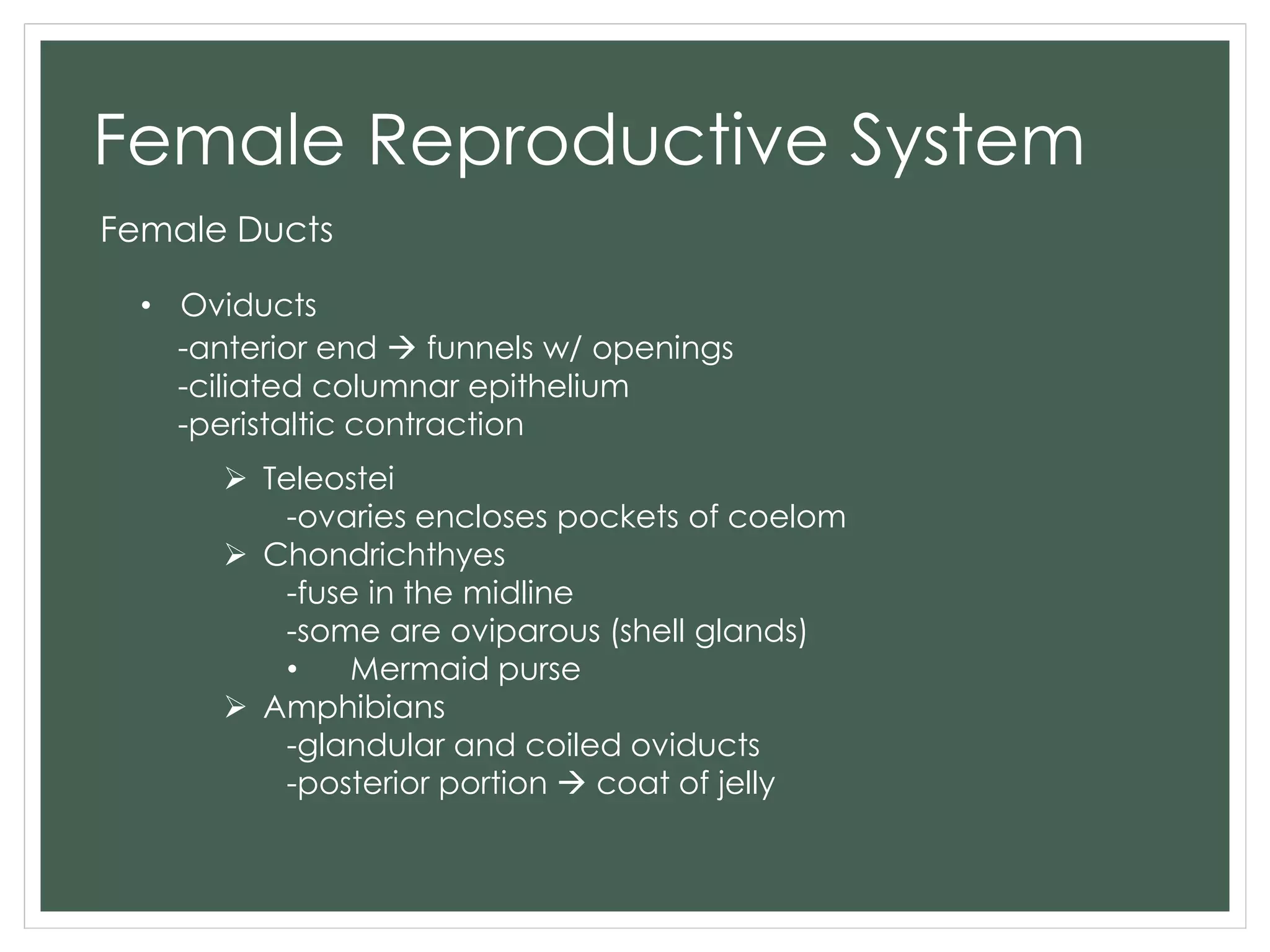 Female Reproductive System
Female Ducts
• Oviducts
-anterior end  funnels w/ openings
-ciliated columnar epithelium
-peristaltic contraction
 Teleostei
-ovaries encloses pockets of coelom
 Chondrichthyes
-fuse in the midline
-some are oviparous (shell glands)
• Mermaid purse
 Amphibians
-glandular and coiled oviducts
-posterior portion  coat of jelly
 