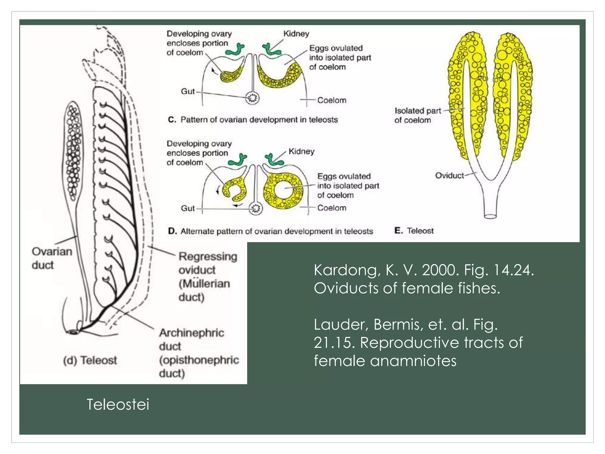 Kardong, K. V. 2000. Fig. 14.24.
Oviducts of female fishes.
Lauder, Bermis, et. al. Fig.
21.15. Reproductive tracts of
female anamniotes
Teleostei
 