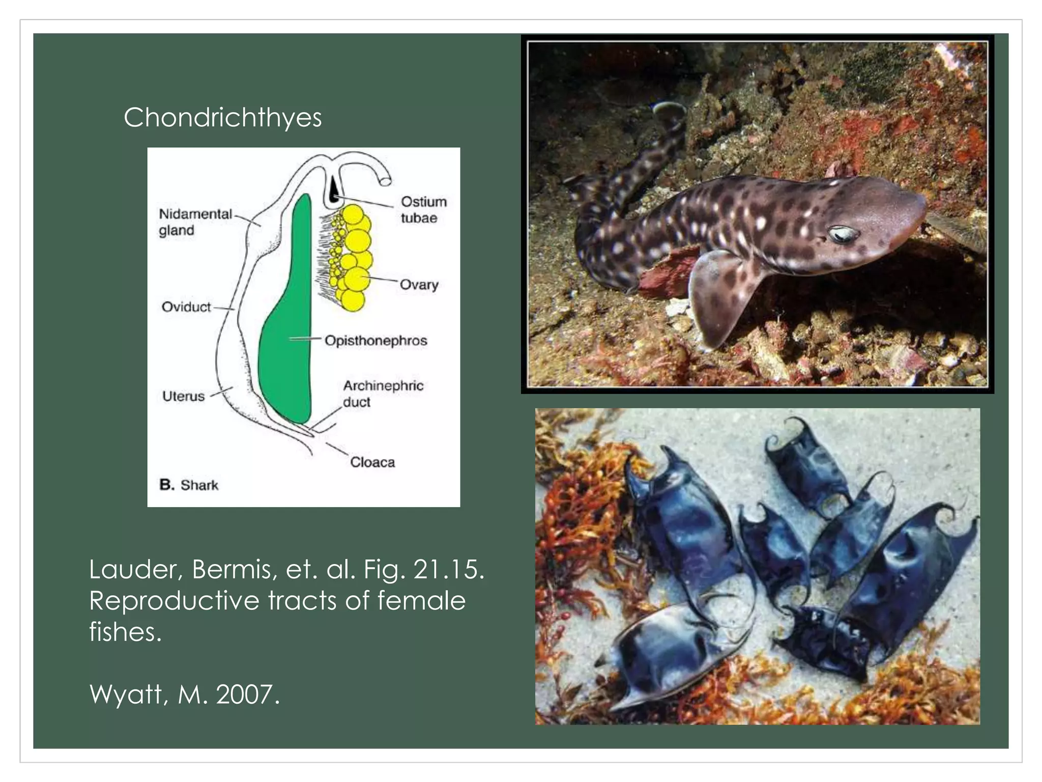 Chondrichthyes
Lauder, Bermis, et. al. Fig. 21.15.
Reproductive tracts of female
fishes.
Wyatt, M. 2007.
 