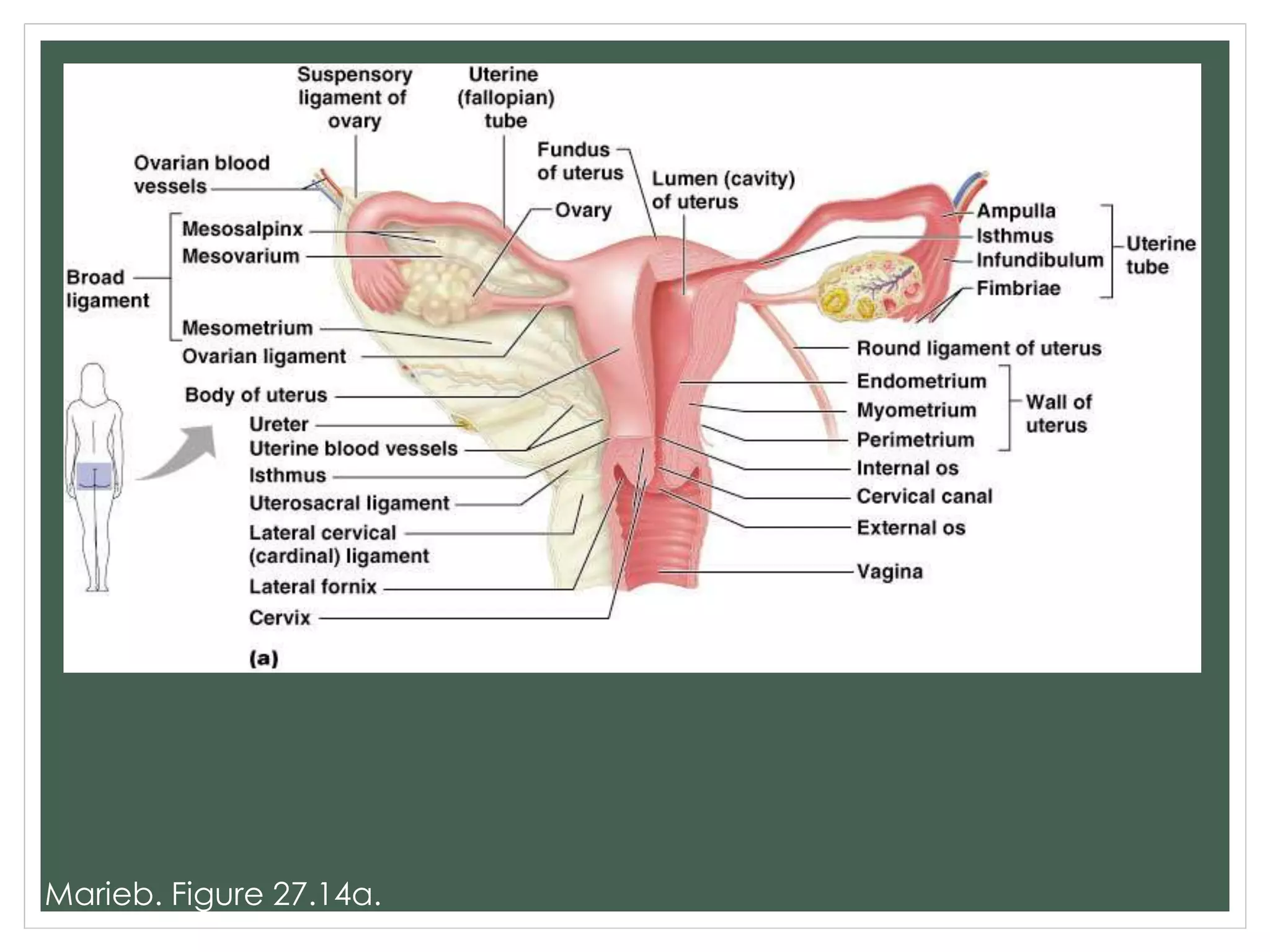 Marieb. Figure 27.14a.
 