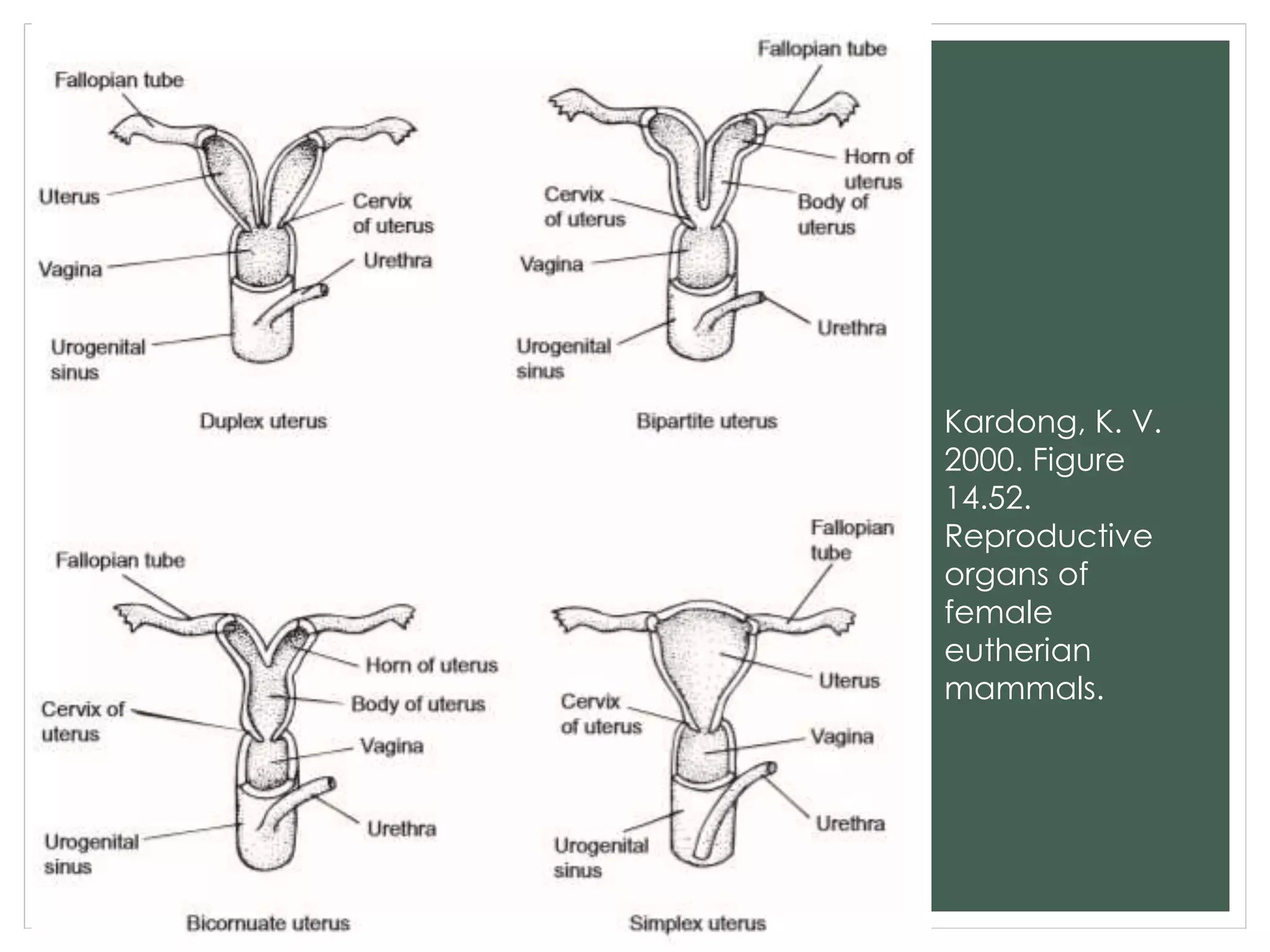 Kardong, K. V.
2000. Figure
14.52.
Reproductive
organs of
female
eutherian
mammals.
 