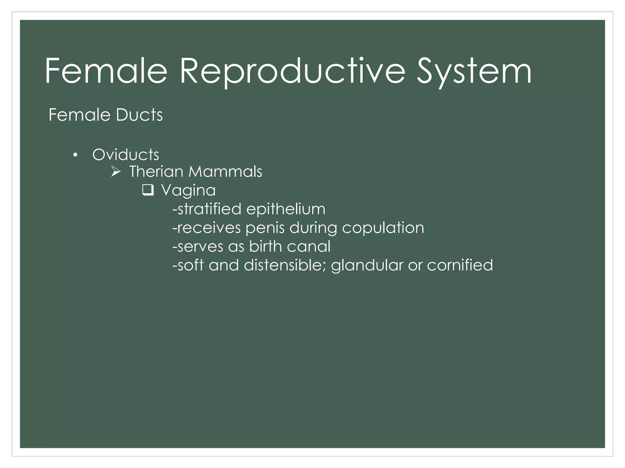 Female Reproductive System
Female Ducts
• Oviducts
 Therian Mammals
 Vagina
-stratified epithelium
-receives penis during copulation
-serves as birth canal
-soft and distensible; glandular or cornified
 