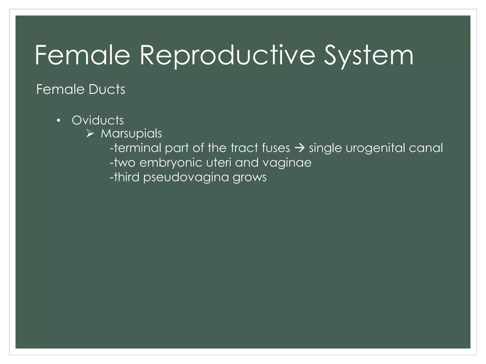 Female Reproductive System
Female Ducts
• Oviducts
 Marsupials
-terminal part of the tract fuses  single urogenital canal
-two embryonic uteri and vaginae
-third pseudovagina grows
 