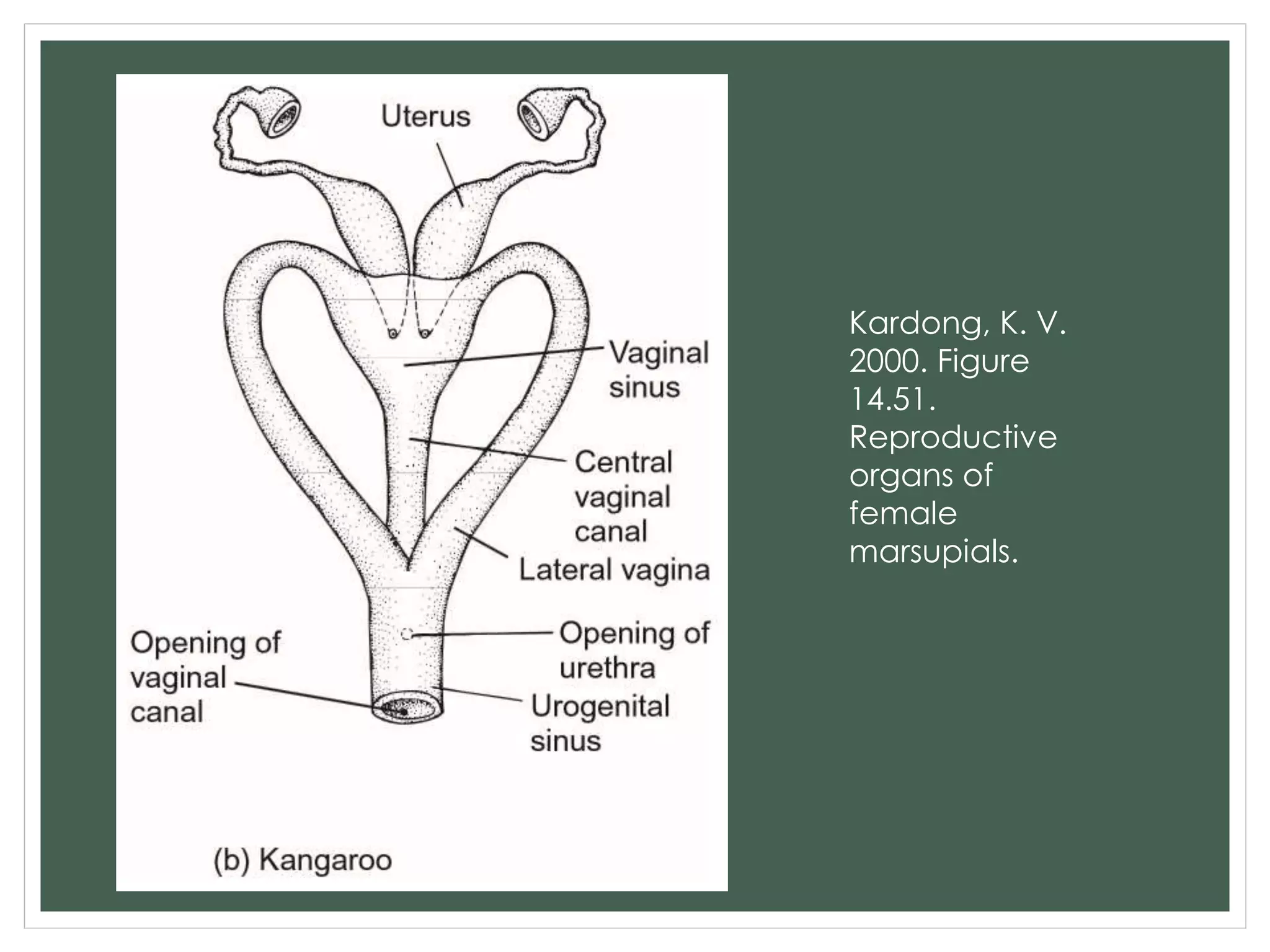 Kardong, K. V.
2000. Figure
14.51.
Reproductive
organs of
female
marsupials.
 