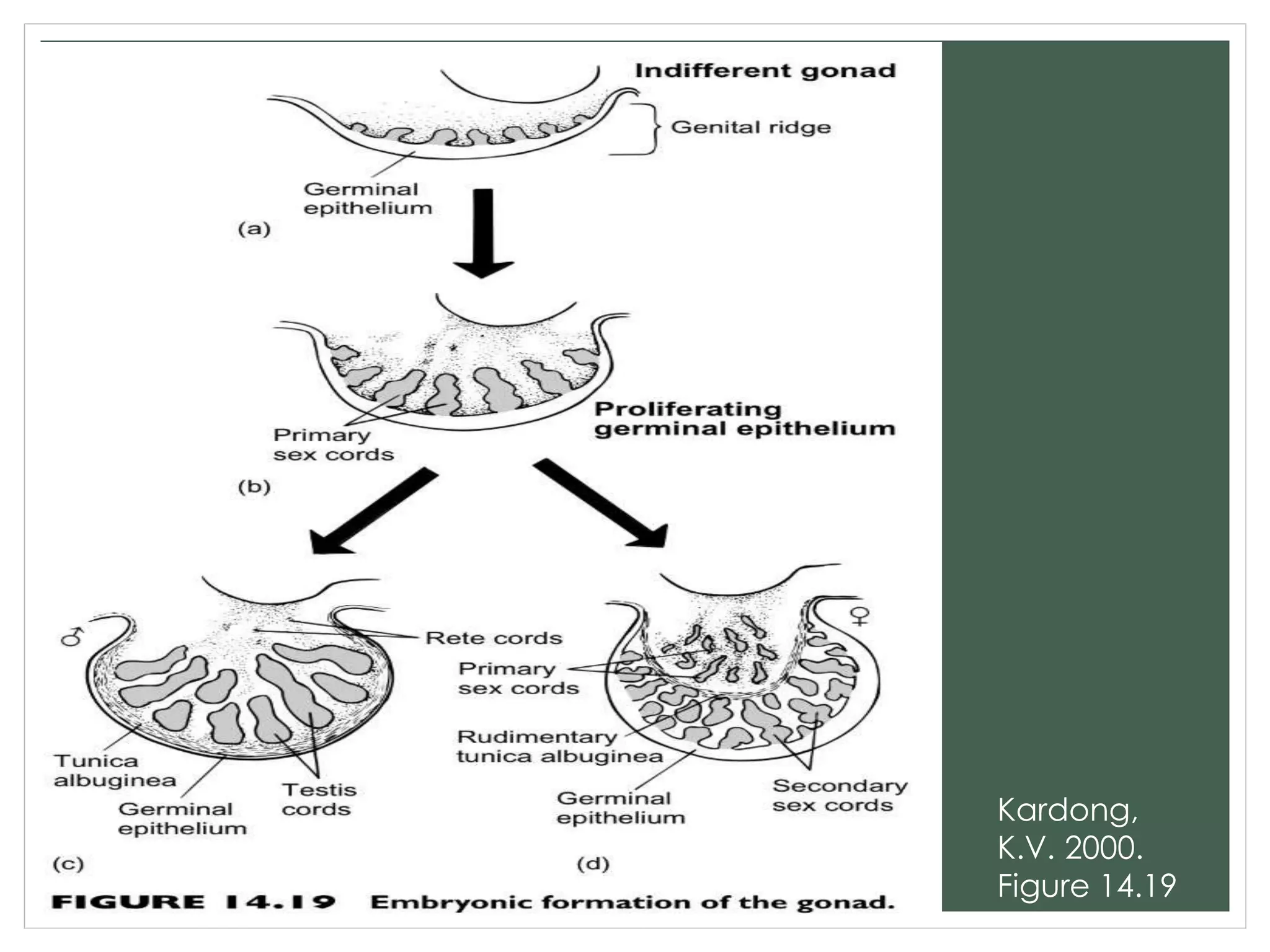 Kardong,
K.V. 2000.
Figure 14.19
 