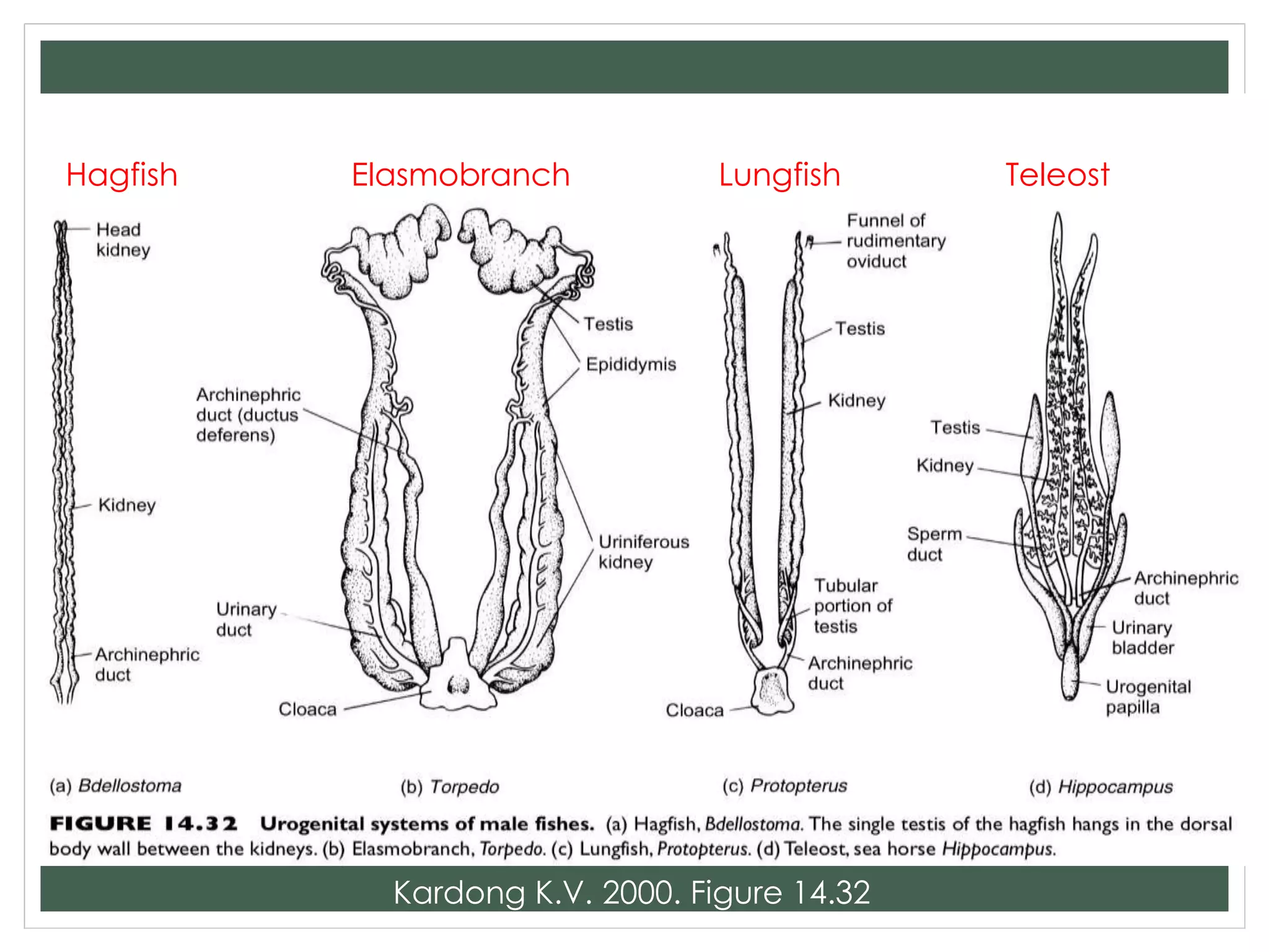 Kardong K.V. 2000. Figure 14.32
Hagfish Elasmobranch Lungfish Teleost
 