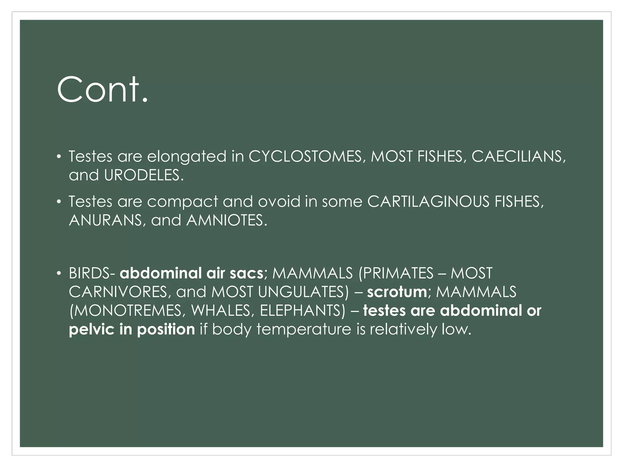 Cont.
• Testes are elongated in CYCLOSTOMES, MOST FISHES, CAECILIANS,
and URODELES.
• Testes are compact and ovoid in some CARTILAGINOUS FISHES,
ANURANS, and AMNIOTES.
• BIRDS- abdominal air sacs; MAMMALS (PRIMATES – MOST
CARNIVORES, and MOST UNGULATES) – scrotum; MAMMALS
(MONOTREMES, WHALES, ELEPHANTS) – testes are abdominal or
pelvic in position if body temperature is relatively low.
 