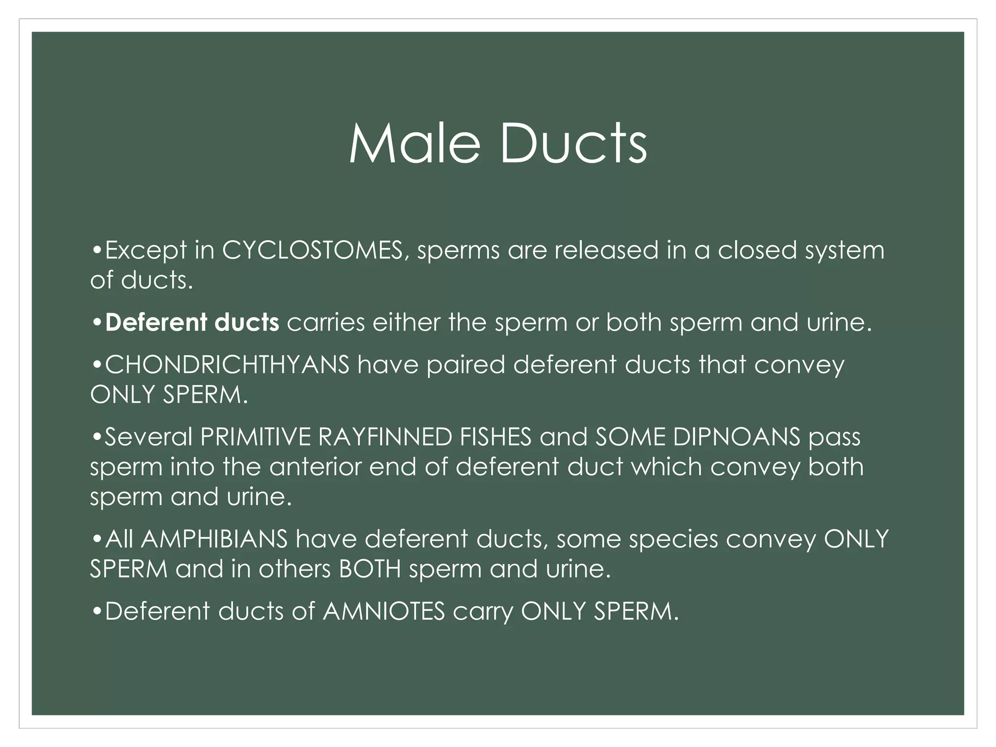 Male Ducts
•Except in CYCLOSTOMES, sperms are released in a closed system
of ducts.
•Deferent ducts carries either the sperm or both sperm and urine.
•CHONDRICHTHYANS have paired deferent ducts that convey
ONLY SPERM.
•Several PRIMITIVE RAYFINNED FISHES and SOME DIPNOANS pass
sperm into the anterior end of deferent duct which convey both
sperm and urine.
•All AMPHIBIANS have deferent ducts, some species convey ONLY
SPERM and in others BOTH sperm and urine.
•Deferent ducts of AMNIOTES carry ONLY SPERM.
 