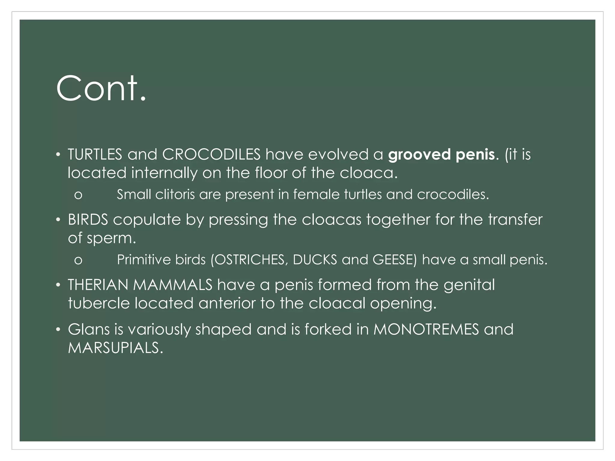 Cont.
• TURTLES and CROCODILES have evolved a grooved penis. (it is
located internally on the floor of the cloaca.
o Small clitoris are present in female turtles and crocodiles.
• BIRDS copulate by pressing the cloacas together for the transfer
of sperm.
o Primitive birds (OSTRICHES, DUCKS and GEESE) have a small penis.
• THERIAN MAMMALS have a penis formed from the genital
tubercle located anterior to the cloacal opening.
• Glans is variously shaped and is forked in MONOTREMES and
MARSUPIALS.
 