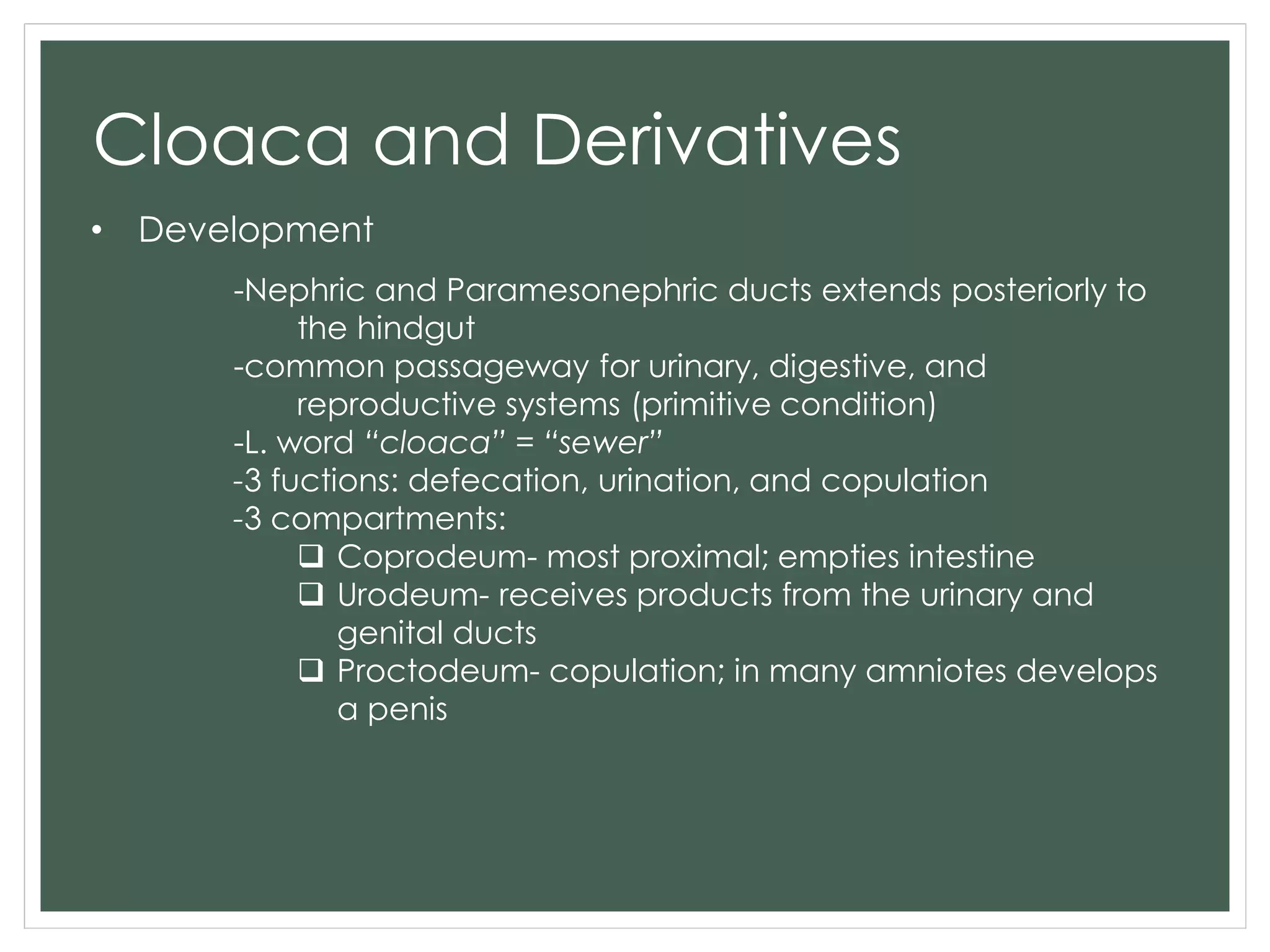 Cloaca and Derivatives
• Development
-Nephric and Paramesonephric ducts extends posteriorly to
the hindgut
-common passageway for urinary, digestive, and
reproductive systems (primitive condition)
-L. word “cloaca” = “sewer”
-3 fuctions: defecation, urination, and copulation
-3 compartments:
 Coprodeum- most proximal; empties intestine
 Urodeum- receives products from the urinary and
genital ducts
 Proctodeum- copulation; in many amniotes develops
a penis
 