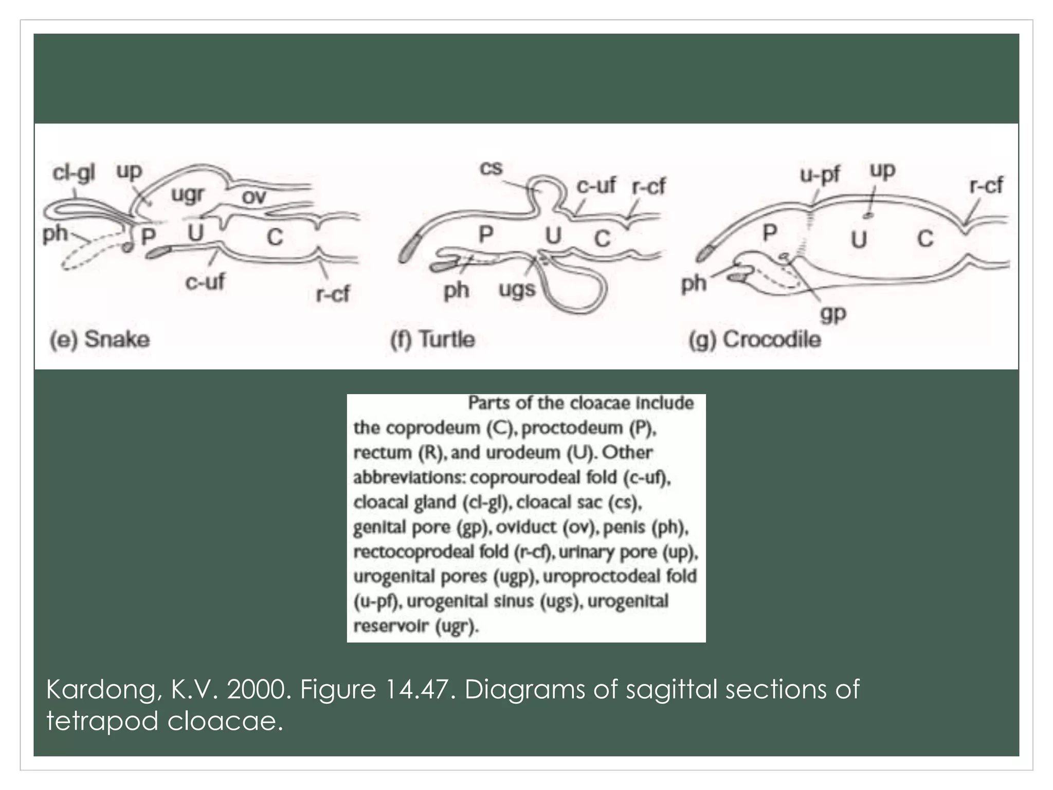 Kardong, K.V. 2000. Figure 14.47. Diagrams of sagittal sections of
tetrapod cloacae.
 