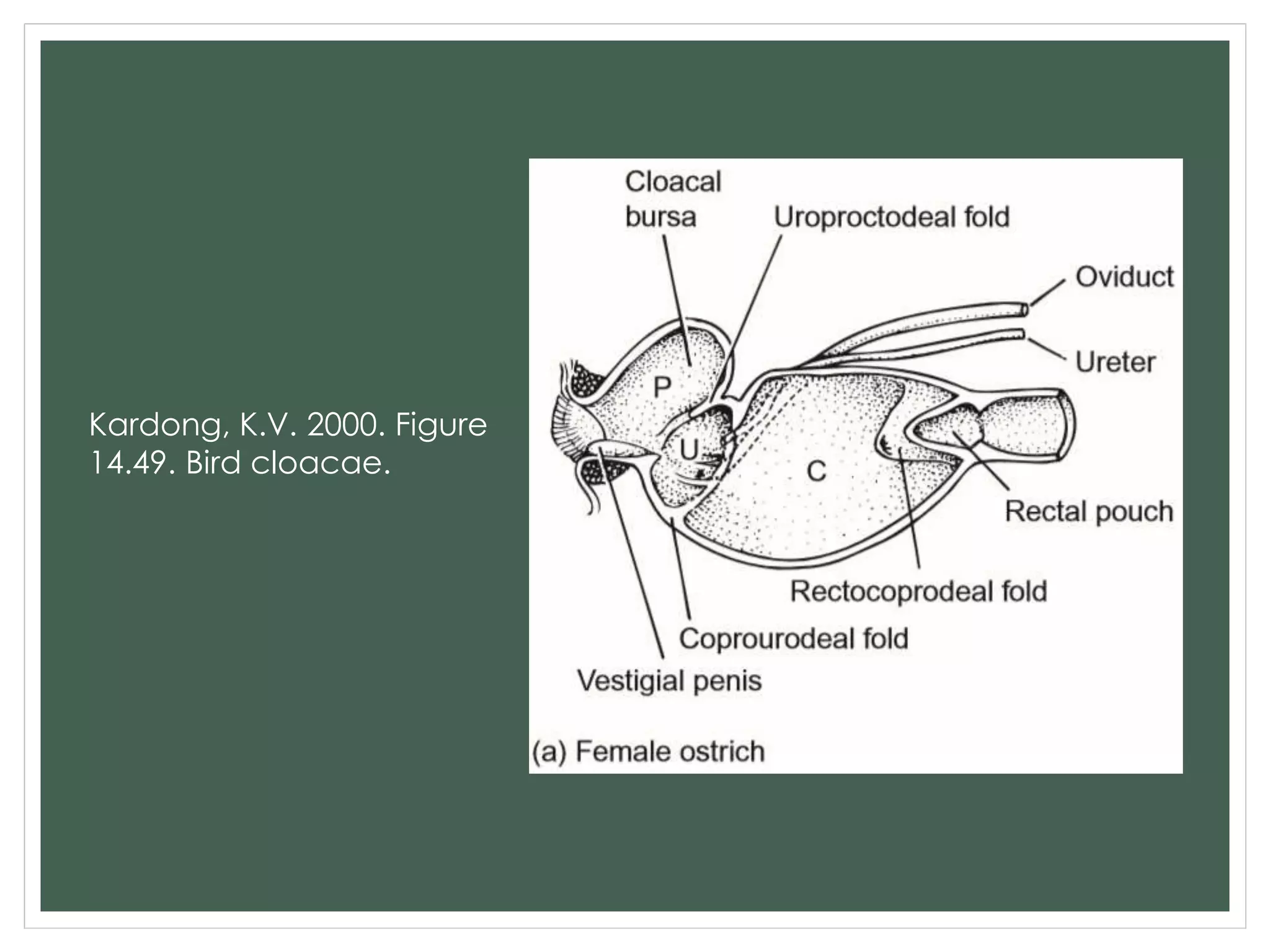Kardong, K.V. 2000. Figure
14.49. Bird cloacae.
 