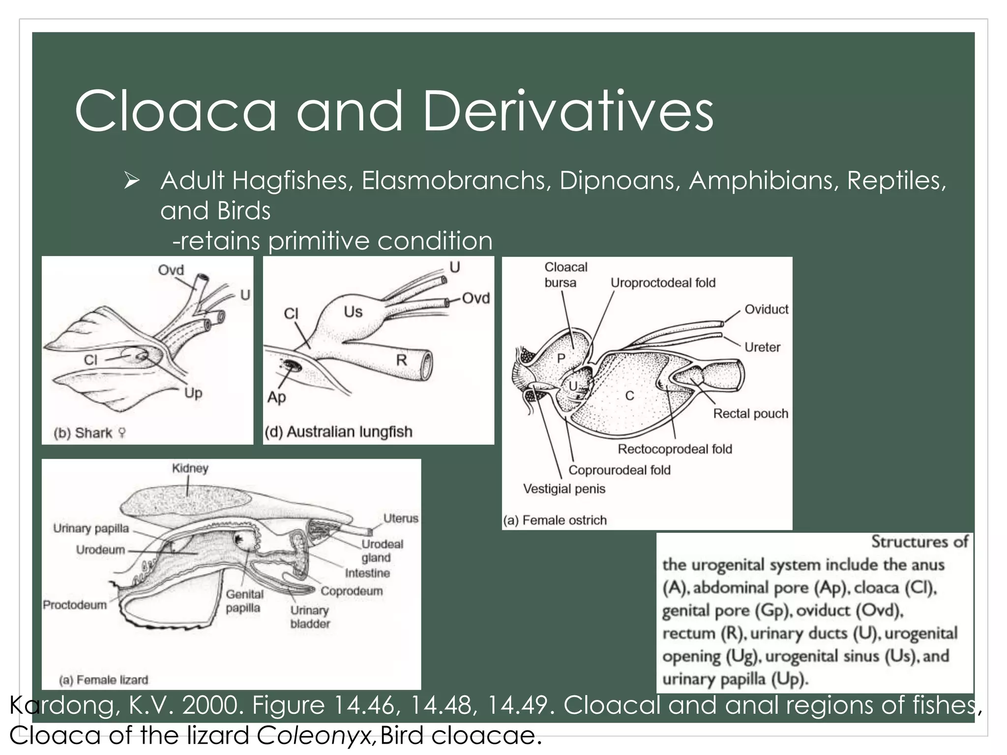 Cloaca and Derivatives
 Adult Hagfishes, Elasmobranchs, Dipnoans, Amphibians, Reptiles,
and Birds
-retains primitive condition
Kardong, K.V. 2000. Figure 14.46, 14.48, 14.49. Cloacal and anal regions of fishes,
Cloaca of the lizard Coleonyx,Bird cloacae.
 