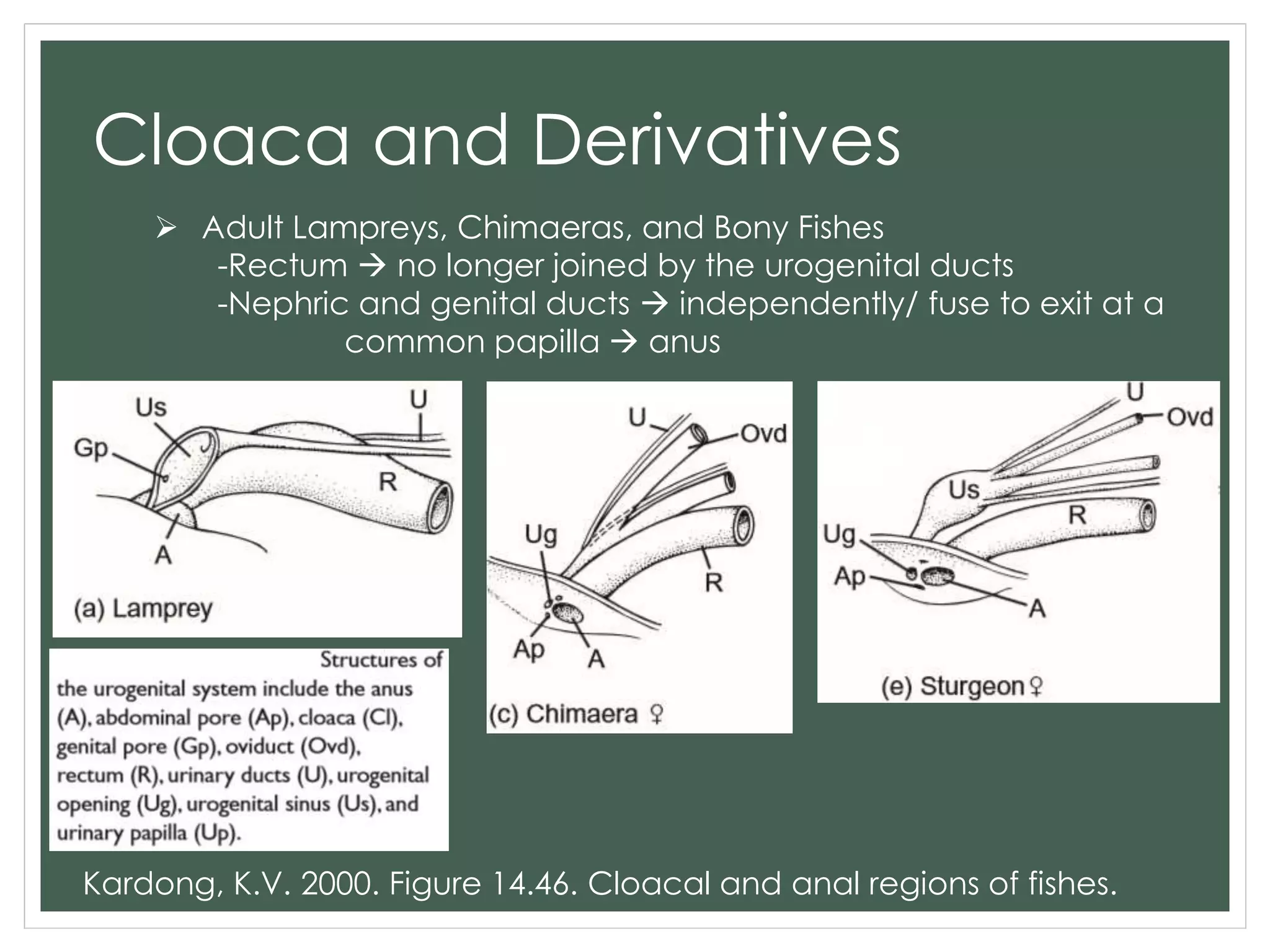 Cloaca and Derivatives
 Adult Lampreys, Chimaeras, and Bony Fishes
-Rectum  no longer joined by the urogenital ducts
-Nephric and genital ducts  independently/ fuse to exit at a
common papilla  anus
Kardong, K.V. 2000. Figure 14.46. Cloacal and anal regions of fishes.
 