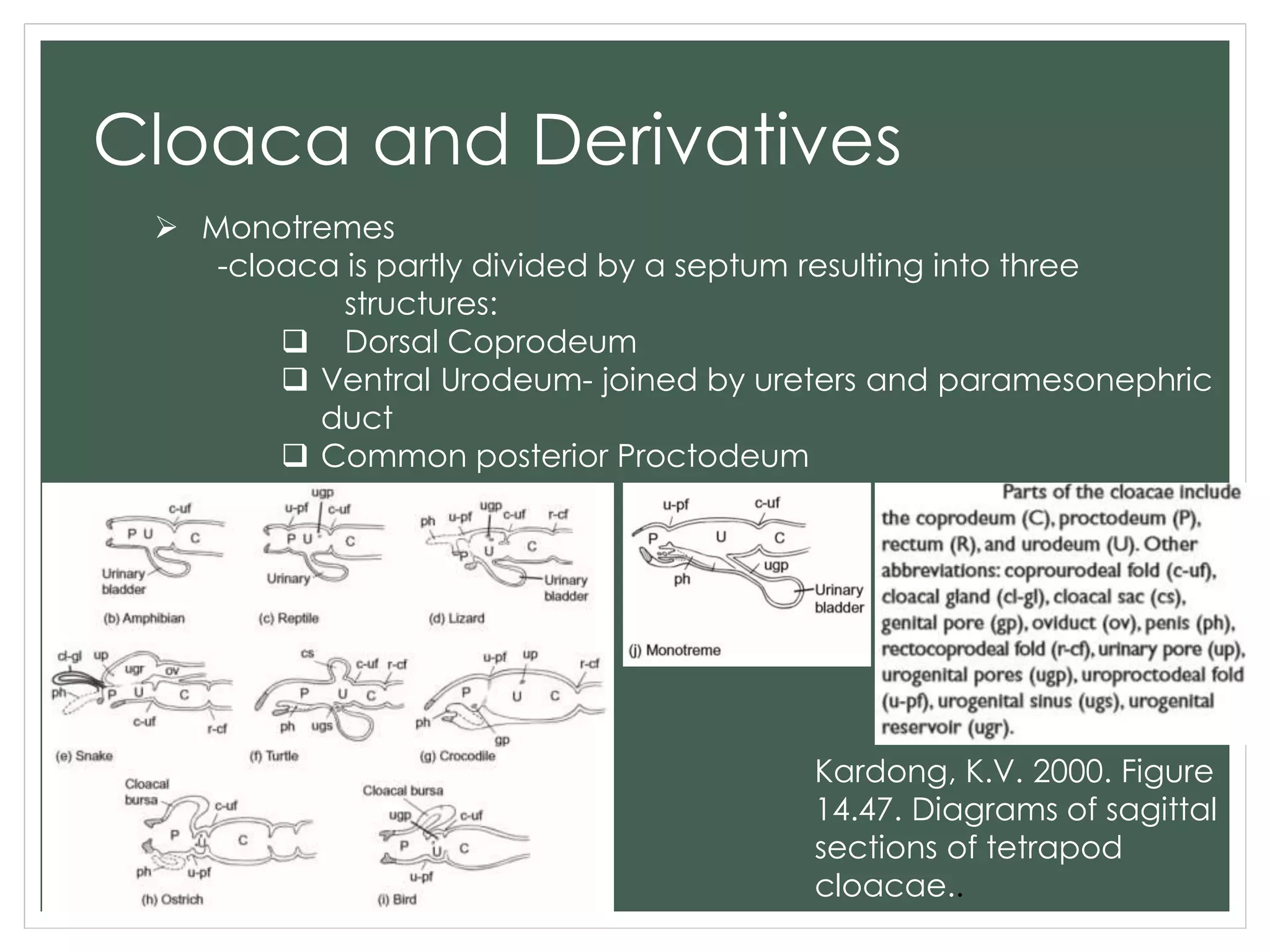 Cloaca and Derivatives
 Monotremes
-cloaca is partly divided by a septum resulting into three
structures:
 Dorsal Coprodeum
 Ventral Urodeum- joined by ureters and paramesonephric
duct
 Common posterior Proctodeum
Kardong, K.V. 2000. Figure
14.47. Diagrams of sagittal
sections of tetrapod
cloacae..
 