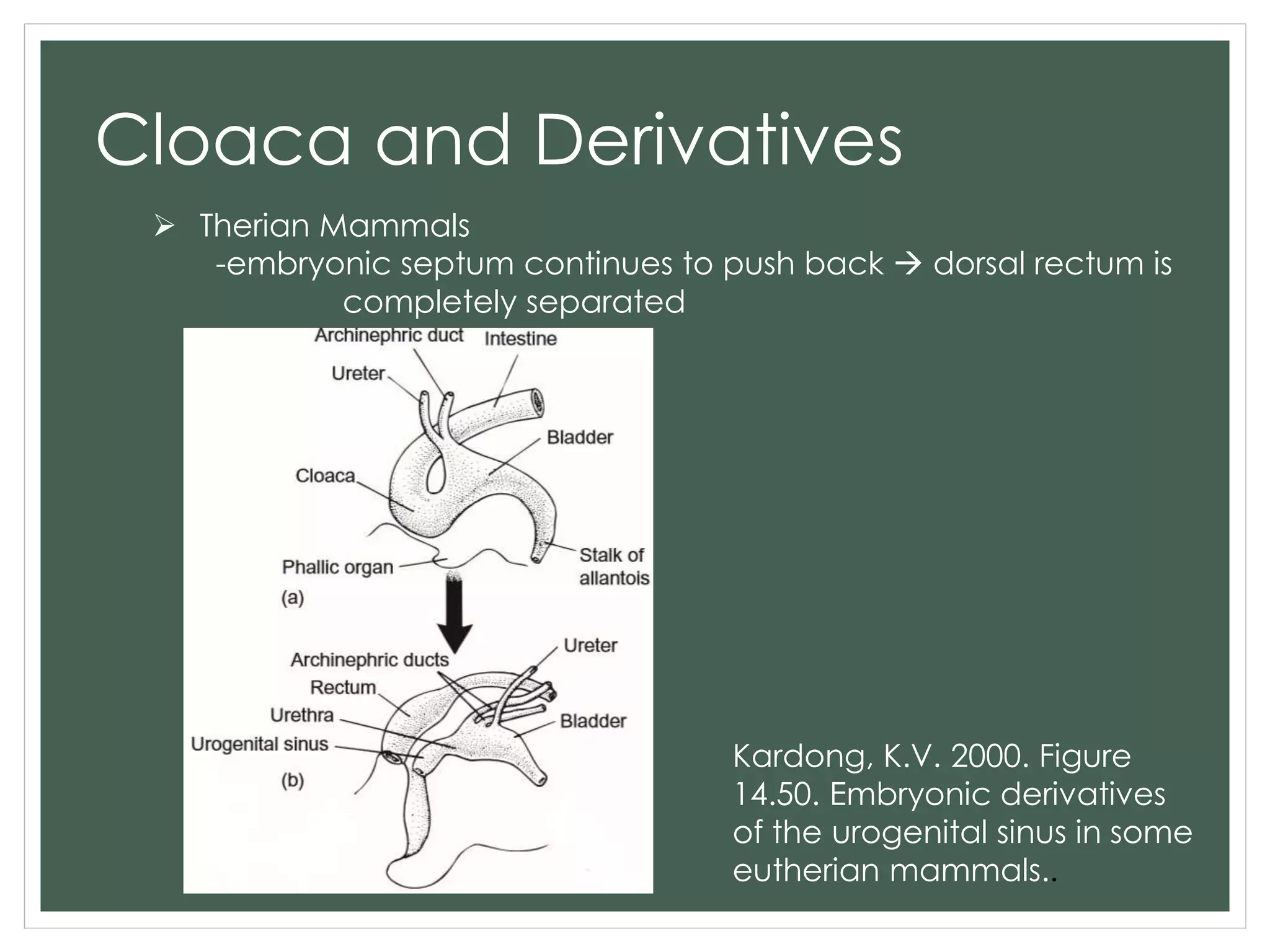 Cloaca and Derivatives
 Therian Mammals
-embryonic septum continues to push back  dorsal rectum is
completely separated
Kardong, K.V. 2000. Figure
14.50. Embryonic derivatives
of the urogenital sinus in some
eutherian mammals..
 