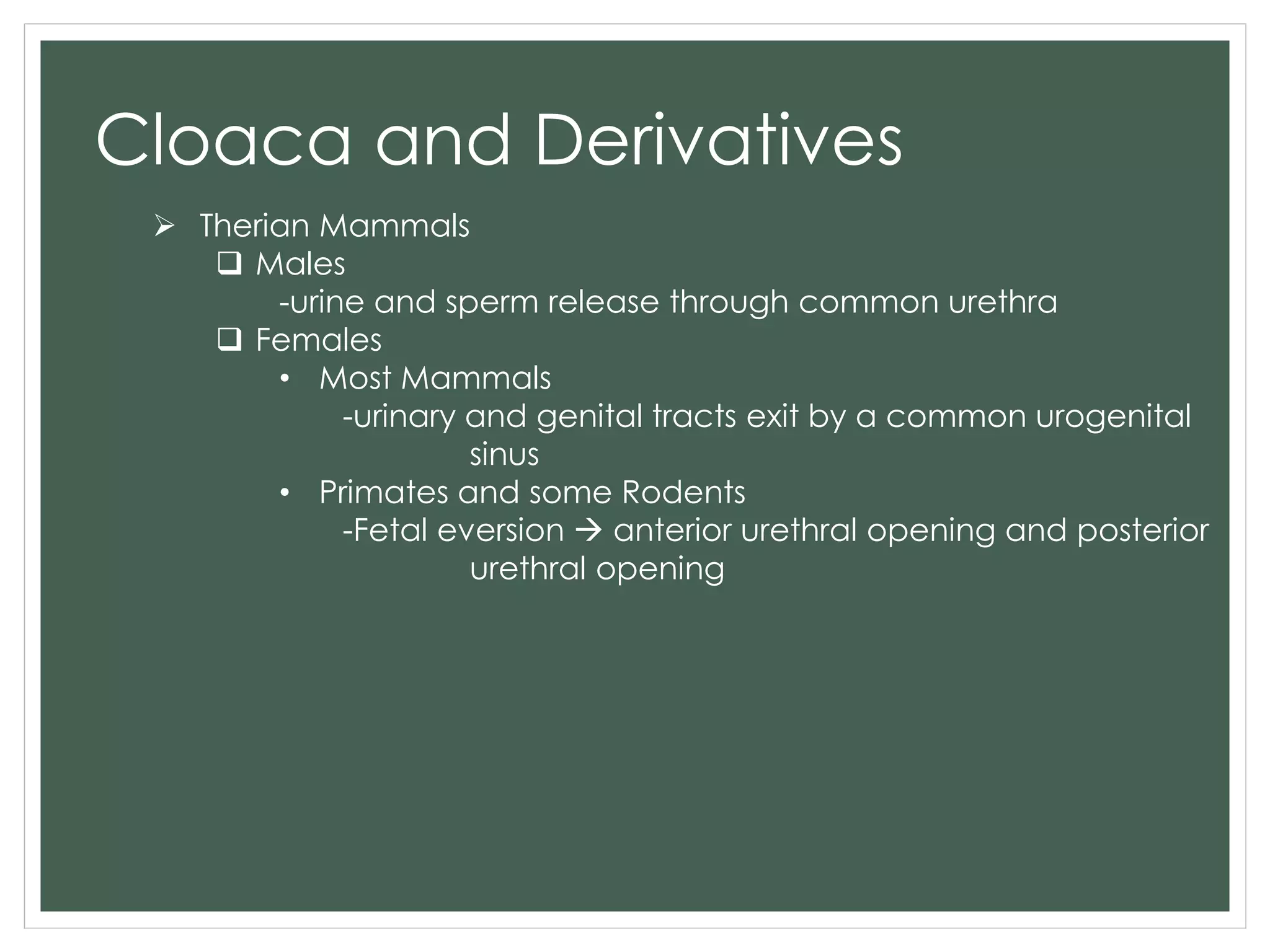 Cloaca and Derivatives
 Therian Mammals
 Males
-urine and sperm release through common urethra
 Females
• Most Mammals
-urinary and genital tracts exit by a common urogenital
sinus
• Primates and some Rodents
-Fetal eversion  anterior urethral opening and posterior
urethral opening
 
