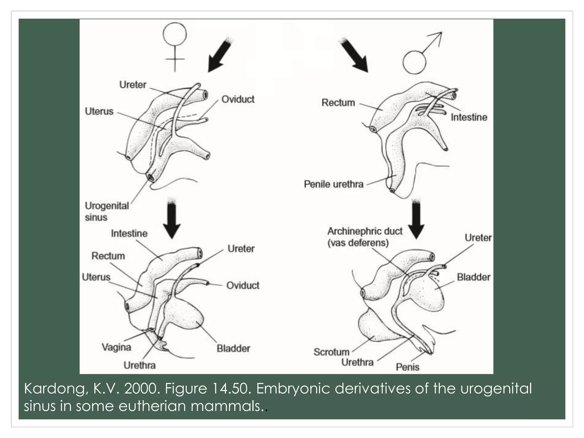 Kardong, K.V. 2000. Figure 14.50. Embryonic derivatives of the urogenital
sinus in some eutherian mammals..
 