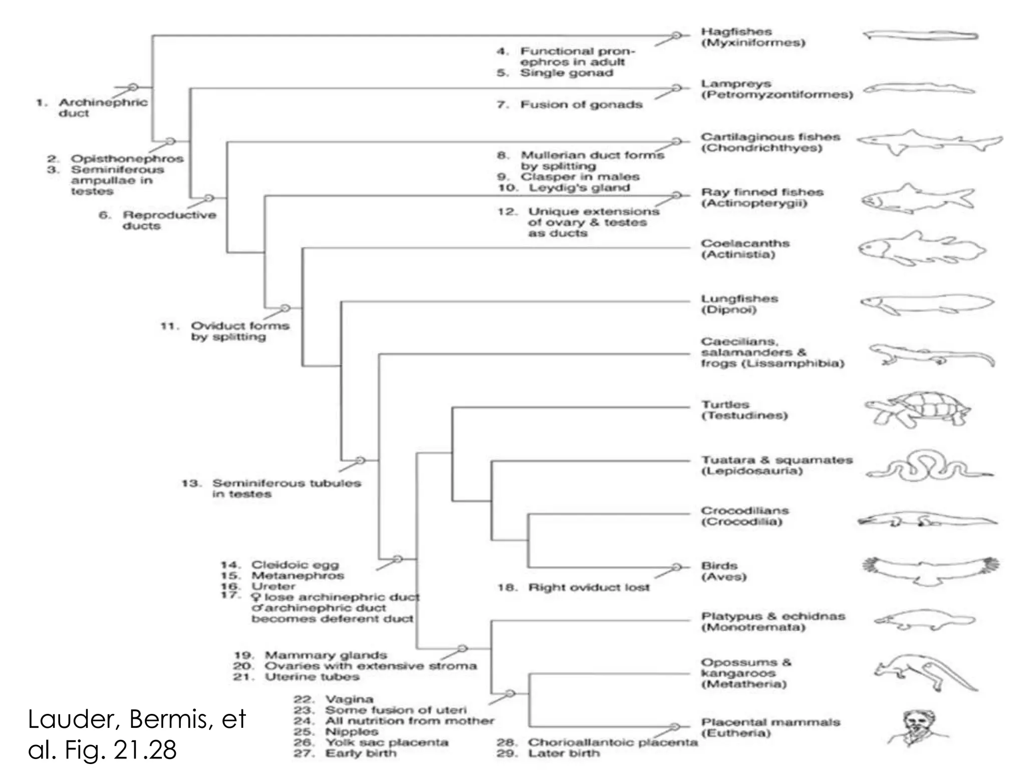 Lauder, Bermis, et
al. Fig. 21.28
 