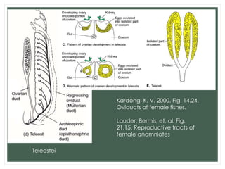 Comparative Anatomy - Reproductive System | PPTX
