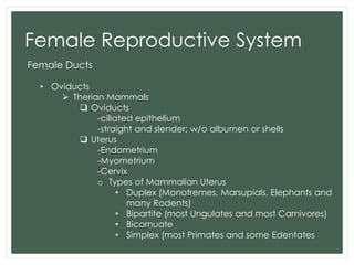 Comparative Anatomy - Reproductive System | PPTX