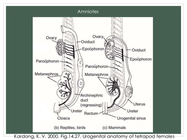 Comparative Anatomy - Reproductive System
