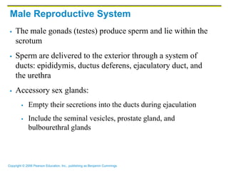 Reproductive system | PDF