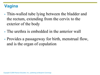 Reproductive System PDF